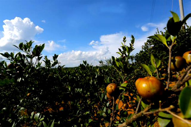 商標(biāo)注冊(cè)怎么查詢(xún)?商標(biāo)注冊(cè)查詢(xún)官網(wǎng)是什么? 商標(biāo)注冊(cè)怎么查詢(xún)?商標(biāo)注冊(cè)查詢(xún)官網(wǎng)是什么?